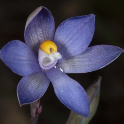 Thelymitra sp. (nuda complex) (Sun Orchid) at Kaleen, ACT - 10 Nov 2020 by DerekC