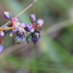 Unidentified Other Wildflower or Herb at Moruya, NSW - 21 Nov 2020 by LisaH