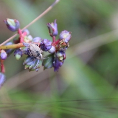 Unidentified Other Wildflower or Herb by LisaH