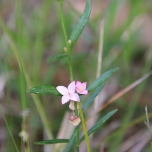 Boronia polygalifolia at Moruya, NSW - suppressed