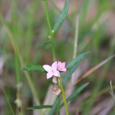 Boronia polygalifolia (Dwarf Boronia) at Moruya, NSW - 21 Nov 2020 by LisaH