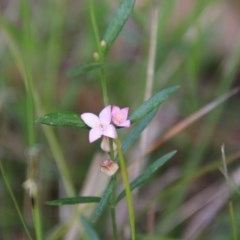 Boronia polygalifolia at Moruya, NSW - suppressed
