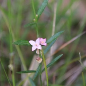Boronia polygalifolia at Moruya, NSW - suppressed