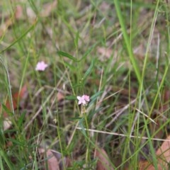 Boronia polygalifolia at Moruya, NSW - suppressed
