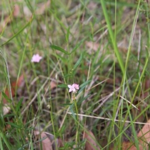 Boronia polygalifolia at Moruya, NSW - suppressed