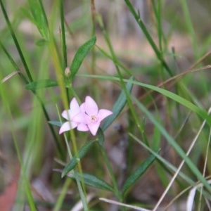 Boronia polygalifolia at Moruya, NSW - suppressed