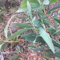 Acacia falciformis at Wee Jasper, NSW - suppressed