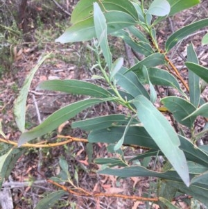 Acacia falciformis at Wee Jasper, NSW - suppressed