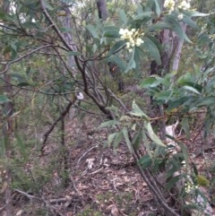 Acacia falciformis at Wee Jasper, NSW - suppressed