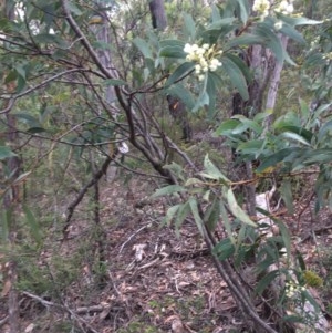 Acacia falciformis at Wee Jasper, NSW - suppressed