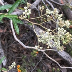 Astrotricha ledifolia (Common Star-hair) at Wee Jasper, NSW - 22 Nov 2020 by Tapirlord