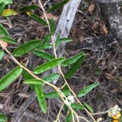 Astrotricha ledifolia at Wee Jasper, NSW - 22 Nov 2020