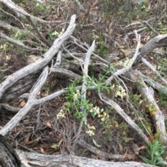 Astrotricha ledifolia at Wee Jasper, NSW - 22 Nov 2020