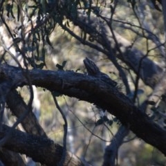 Podargus strigoides (Tawny Frogmouth) at Wamboin, NSW - 27 Sep 2020 by natureguy