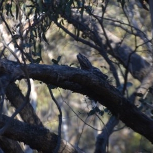 Podargus strigoides at Wamboin, NSW - 27 Sep 2020