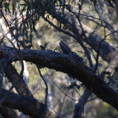 Podargus strigoides (Tawny Frogmouth) at Wamboin, NSW - 27 Sep 2020 by natureguy