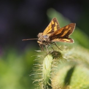 Ocybadistes walkeri at Chapman, ACT - 5 Nov 2020