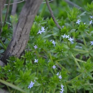 Sherardia arvensis at Wamboin, NSW - 27 Sep 2020