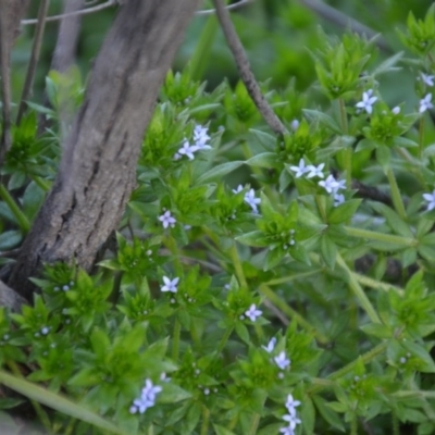 Sherardia arvensis (Field Madder) at Wamboin, NSW - 27 Sep 2020 by natureguy