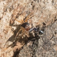 Euryopis umbilicata at Hawker, ACT - 20 Nov 2020