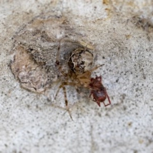 Theridiidae (family) at Hawker, ACT - 20 Nov 2020