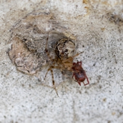 Theridiidae (family) (Comb-footed spider) at Hawker, ACT - 20 Nov 2020 by AlisonMilton