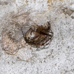 Theridiidae (family) at Hawker, ACT - 20 Nov 2020