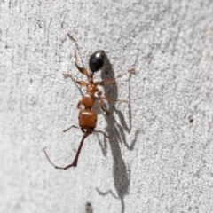 Podomyrma gratiosa (Muscleman tree ant) at Hawker, ACT - 20 Nov 2020 by AlisonMilton