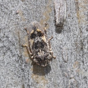 Stenocotis depressa at Hawker, ACT - 20 Nov 2020 12:41 PM