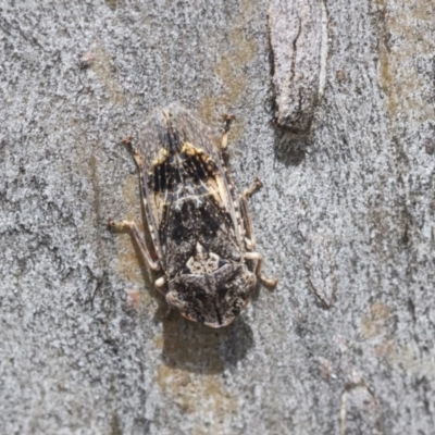 Stenocotis depressa (Leafhopper) at Hawker, ACT - 20 Nov 2020 by AlisonMilton