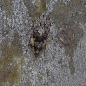 Stenocotis depressa at Hawker, ACT - 20 Nov 2020 12:41 PM