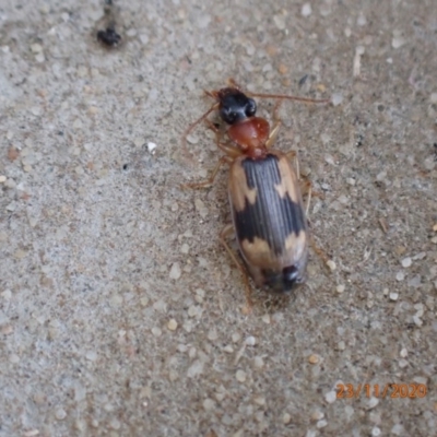 Anomotarus crudelis (Carab beetle) at Pialligo, ACT - 22 Nov 2020 by Ghostbat