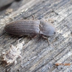 Agrypnus sp. (genus) (Rough click beetle) at Pialligo, ACT - 22 Nov 2020 by Ghostbat