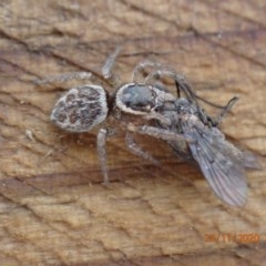 Maratus griseus (Jumping spider) at Pialligo, ACT - 23 Nov 2020 by FeralGhostbat