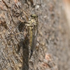 Cerdistus sp. (genus) (Yellow Slender Robber Fly) at Hawker, ACT - 20 Nov 2020 by AlisonMilton