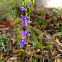 Lobelia gibbosa (Tall Lobelia) at Garryowen Park - 22 Nov 2020 by shodgman