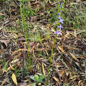 Lobelia gibbosa at Queanbeyan West, NSW - 23 Nov 2020