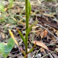 Lobelia gibbosa at Queanbeyan West, NSW - 23 Nov 2020 07:23 AM