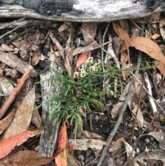 Choretrum pauciflorum (Dwarf Sour Bush) at Wee Jasper, NSW - 22 Nov 2020 by Tapirlord