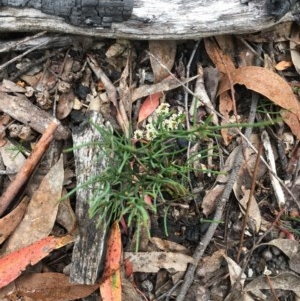 Choretrum pauciflorum at Wee Jasper, NSW - suppressed