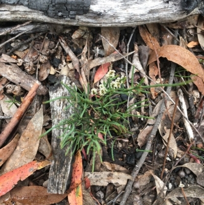 Choretrum pauciflorum (Dwarf Sour Bush) at Wee Jasper, NSW - 21 Nov 2020 by Tapirlord