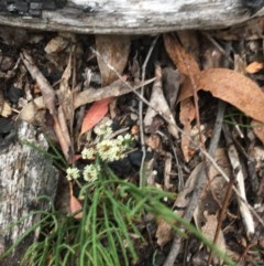 Choretrum pauciflorum at Wee Jasper, NSW - suppressed