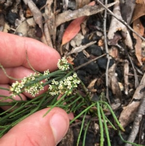 Choretrum pauciflorum at Wee Jasper, NSW - suppressed