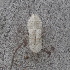 Ledromorpha planirostris (A leafhopper) at Hawker, ACT - 21 Nov 2020 by AlisonMilton