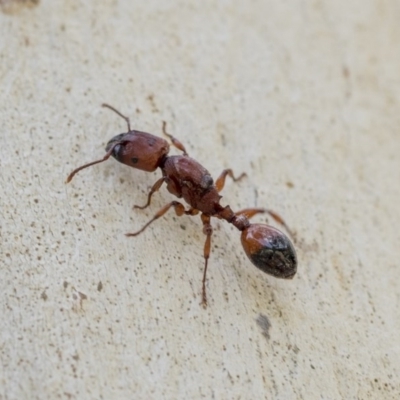 Podomyrma sp. (genus) (Muscleman Tree Ant) at Hawker, ACT - 20 Nov 2020 by AlisonMilton