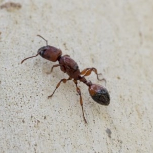 Podomyrma sp. (genus) at Hawker, ACT - 21 Nov 2020