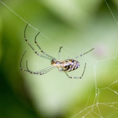 Leucauge dromedaria (Silver dromedary spider) at Acton, ACT - 15 Nov 2020 by AlisonMilton