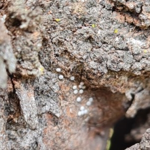 Acrodipsas myrmecophila at suppressed - suppressed