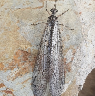 Myrmeleontidae (family) (Unidentified Antlion Lacewing) at Gundaroo, NSW - 16 Nov 2020 by Gunyijan