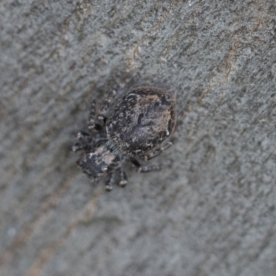 Servaea sp. (genus) (Unidentified Servaea jumping spider) at Higgins, ACT - 20 Nov 2020 by AlisonMilton